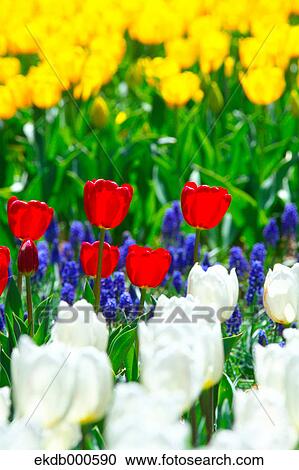 Stock Image - Tulip flowers, Ibaraki Prefecture. Fotosearch