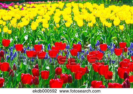 Tulip flowers, Ibaraki Prefecture View Large Photo Image Stock Image - Tulip flowers, Ibaraki Prefecture. Fotosearch