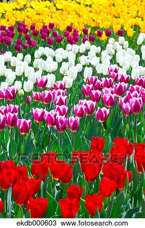 Tulip flowers, Ibaraki Prefecture View Large Photo Image Stock Image - Tulip flowers, Ibaraki Prefecture. Fotosearch