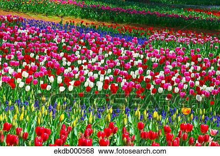 Stock Photo - Tulip flowers, Ibaraki Prefecture. Fotosearch