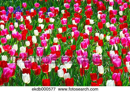 Tulip flowers, Ibaraki Prefecture View Large Photo Image Stock Photo - Tulip flowers, Ibaraki Prefecture. Fotosearch