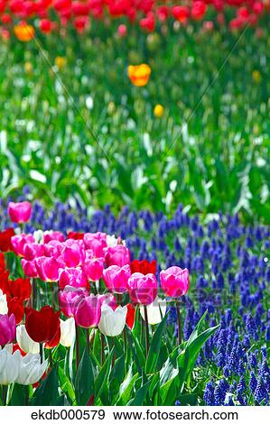 Stock Photo - Tulip flowers, Ibaraki Prefecture. Fotosearch