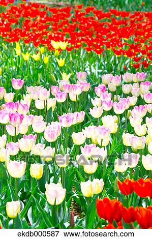 Tulip flowers, Ibaraki Prefecture View Large Photo Image Stock Photo - Tulip flowers, Ibaraki Prefecture. Fotosearch