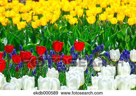 Tulip flowers, Ibaraki Prefecture View Large Photo Image Stock Photo - Tulip flowers, Ibaraki Prefecture. Fotosearch