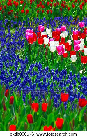 Stock Photograph - Tulip flowers, Ibaraki Prefecture. Fotosearch