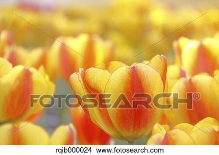 Tulip flowers View Large Photo Image Picture - Tulip flowers. Fotosearch