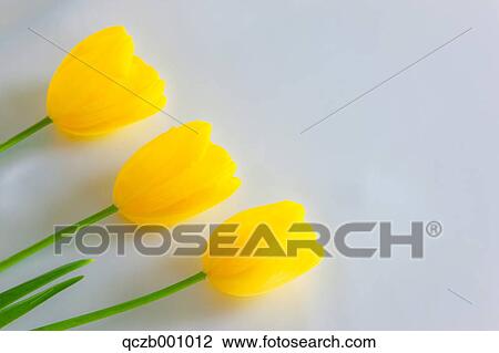 Tulip flowers View Large Photo Image Stock Image - Tulip flowers. Fotosearch