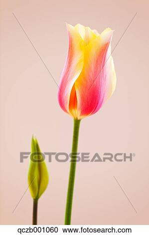 Tulip flowers View Large Photo Image Stock Image - Tulip flowers. Fotosearch