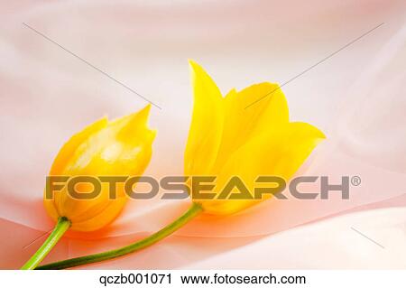 Tulip flowers View Large Photo Image Stock Image - Tulip flowers. Fotosearch