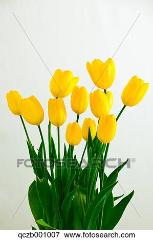 Tulip flowers View Large Photo Image Stock Photo - Tulip flowers. Fotosearch