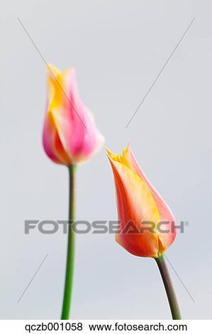 Stock Photo - Tulip flowers. Fotosearch