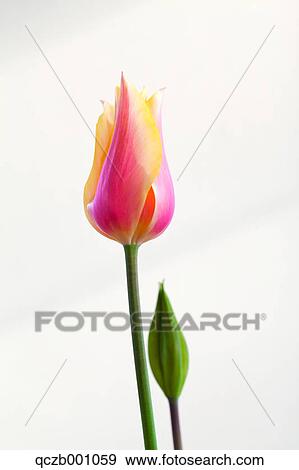 Stock Photo - Tulip flowers. Fotosearch