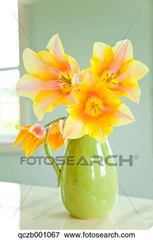Stock Photo - Tulip flowers. Fotosearch