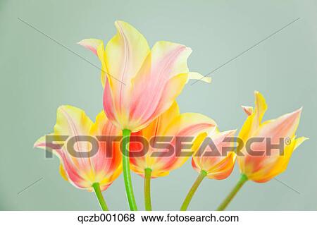 Tulip flowers View Large Photo Image Stock Photo - Tulip flowers. Fotosearch