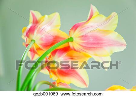 Stock Photo - Tulip flowers. Fotosearch