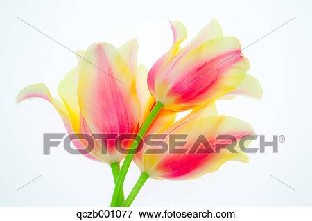 Tulip flowers View Large Photo Image Stock Photo - Tulip flowers. Fotosearch