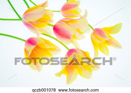 Tulip flowers View Large Photo Image Stock Photo - Tulip flowers. Fotosearch