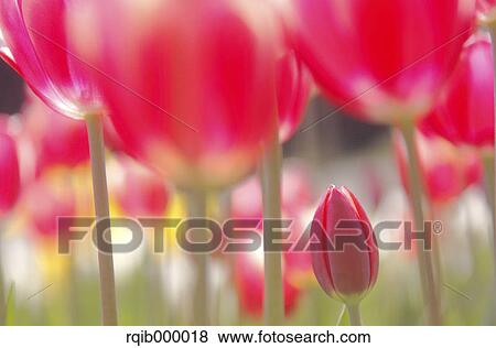 Stock Photo - Tulip flowers. Fotosearch