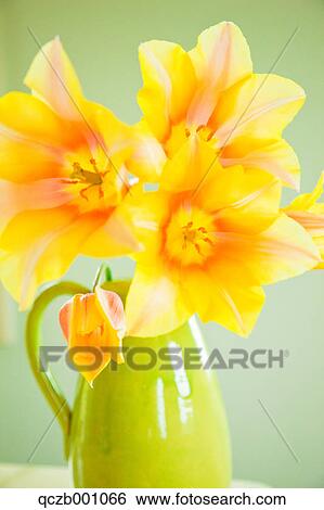Stock Photograph - Tulip flowers. Fotosearch