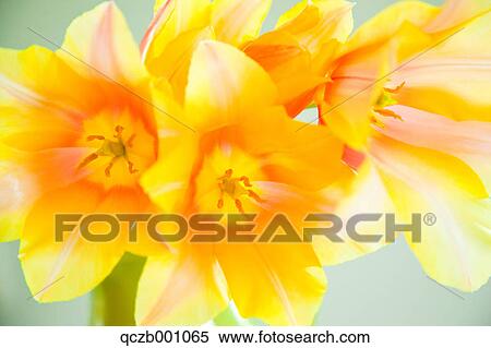Tulip flowers View Large Photo Image Stock Photography - Tulip flowers. Fotosearch