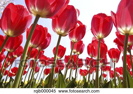 Tulip flowers View Large Photo Image Stock Photography - Tulip flowers. Fotosearch