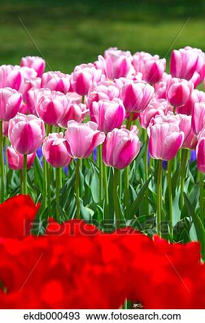 Tulip flowers, Tokyo Prefecture View Large Photo Image Stock Image - Tulip flowers, Tokyo Prefecture. Fotosearch