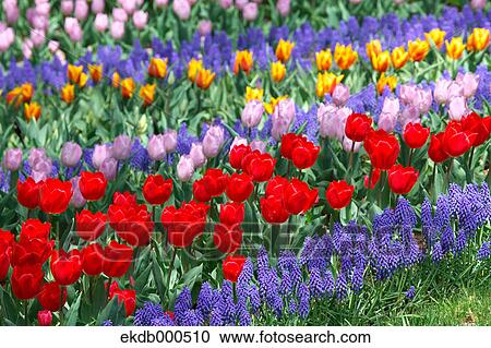 Tulip flowers, Tokyo Prefecture View Large Photo Image Stock Image - Tulip flowers, Tokyo Prefecture. Fotosearch