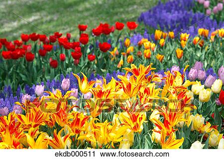 Stock Image - Tulip flowers, Tokyo Prefecture. Fotosearch