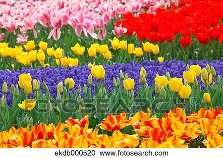 Tulip flowers, Tokyo Prefecture View Large Photo Image Stock Image - Tulip flowers, Tokyo Prefecture. Fotosearch