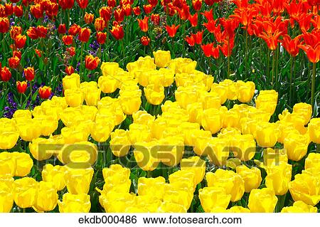 Tulip flowers, Tokyo Prefecture View Large Photo Image Stock Photograph - Tulip flowers, Tokyo Prefecture. Fotosearch