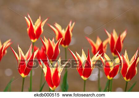 Tulip flowers, Tokyo Prefecture View Large Photo Image Stock Photography - Tulip flowers, Tokyo Prefecture. Fotosearch