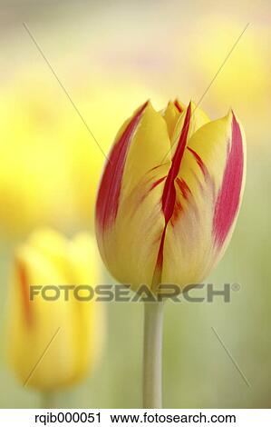 Tulip View Large Photo Image Stock Image - Tulip. Fotosearch