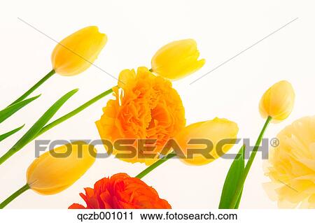 Stock Image - Tulips and Ranunculus flowers. Fotosearch