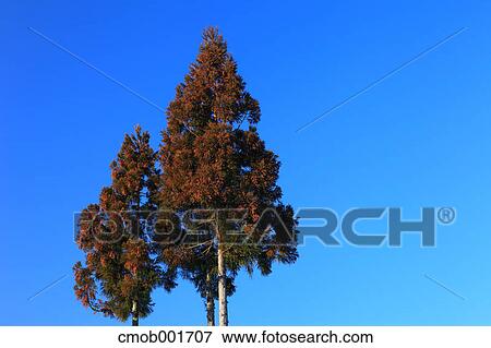 Two trees against blue sky in Hakuba, Nagano Prefecture View Large Photo Image Stock Photo - Two trees against blue sky in Hakuba, Nagano Prefecture. Fotosearch