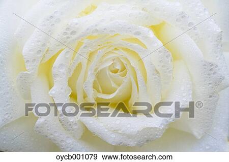 White rose View Large Photo Image Stock Photo - White rose. Fotosearch