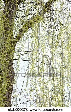 Willow tree View Large Photo Image Stock Photo - Willow tree. Fotosearch
