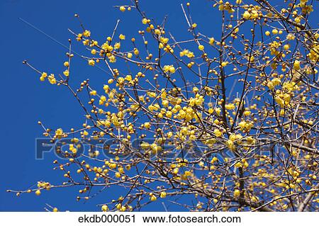 Stock Image - Wintersweet flowers and blue sky. Fotosearch