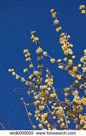 Wintersweet flowers and blue sky View Large Photo Image Stock Photography - Wintersweet flowers and blue sky. Fotosearch