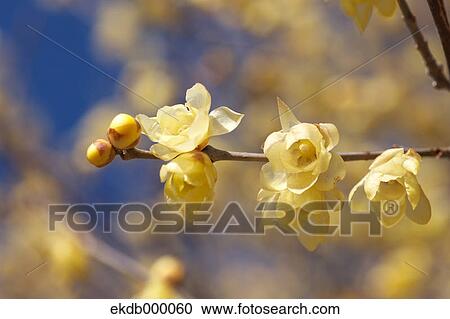 Wintersweet flowers View Large Photo Image Stock Image - Wintersweet flowers. Fotosearch