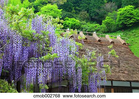 Wisteria flowers in Yusuhara town, Kochi Prefecture View Large Photo Image Stock Photo - Wisteria flowers in Yusuhara town, Kochi Prefecture. Fotosearch