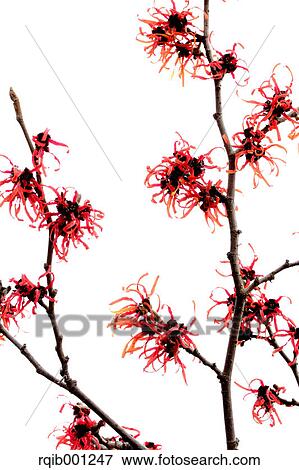 Witch hazel View Large Photo Image Stock Photo - Witch hazel. Fotosearch