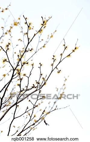 Witch hazel View Large Photo Image Stock Photo - Witch hazel. Fotosearch