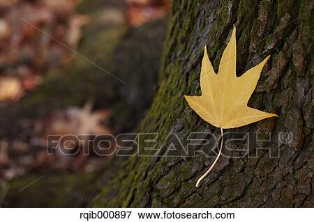 Stock Photo - Yellow leaf. Fotosearch