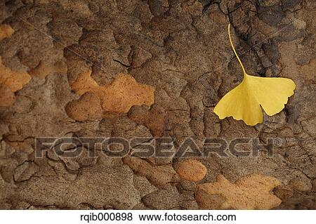 Yellow leaf View Large Photo Image Stock Photo - Yellow leaf. Fotosearch