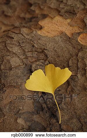Stock Photo - Yellow leaf. Fotosearch