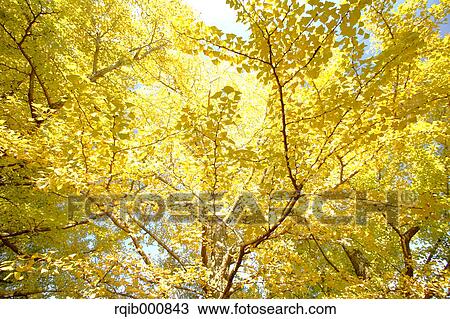 Yellow leaves View Large Photo Image Stock Image - Yellow leaves. Fotosearch