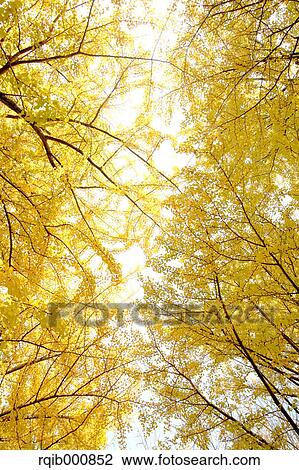 Yellow leaves View Large Photo Image Stock Image - Yellow leaves. Fotosearch