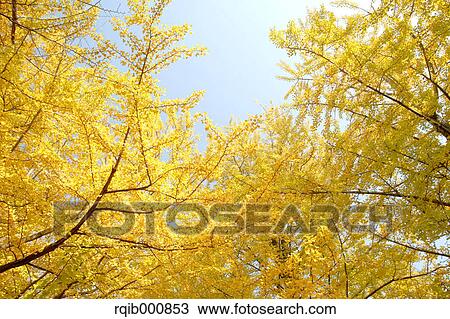 Stock Image - Yellow leaves. Fotosearch