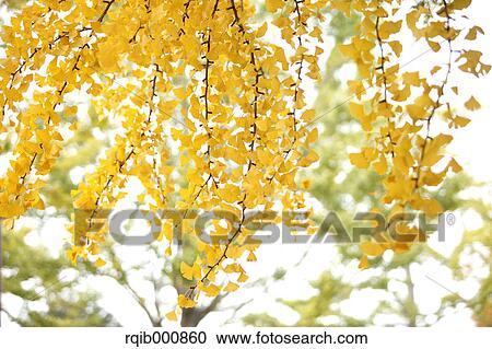 Stock Image - Yellow leaves. Fotosearch