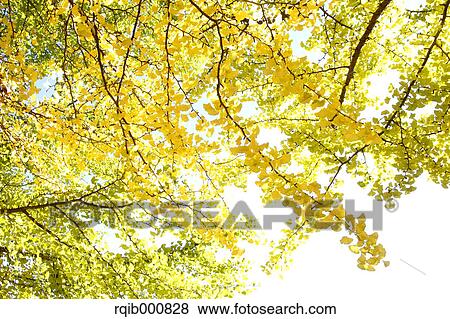 Yellow leaves View Large Photo Image Stock Photo - Yellow leaves. Fotosearch